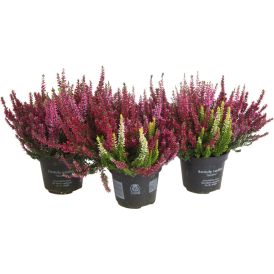 Kanerva Calluna Garden Girls Quattro P12