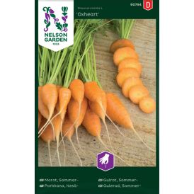 Kesäporkkana Daucus carota Oxheart