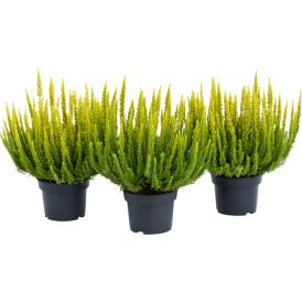 Kanerva Calluna Skyline Mix P12