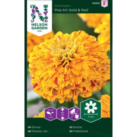 Isotsinnia Zinnia elegans Pop Art Gold Red
