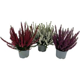 Kanerva Calluna Beauty Ladies Mix P12