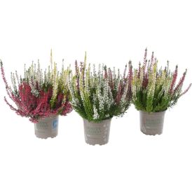 Kanerva Calluna Vulgaris Beauty Trios P11