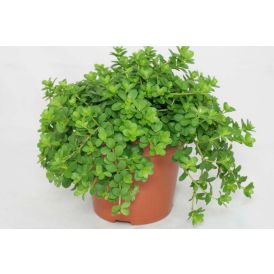 Pennimuori Peperomia Rotundifolia P10,5