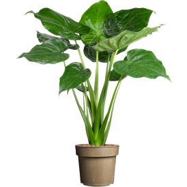 Alokaasia Alocasia Cucullata P24