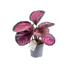 Maija Calathea Rosey P11