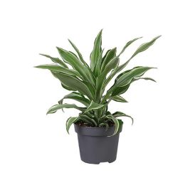 Traakkipuu Dracaena draco Ø 12 cm