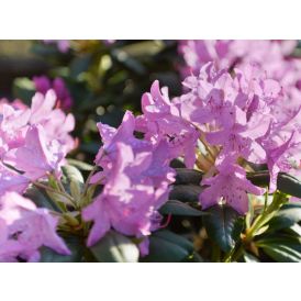 Alppiruusu Rhododendron P21