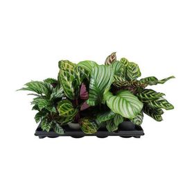 Maija Calathea Species Mix lajitelma Ø 12 cm