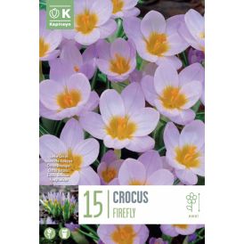 Syyskukkasipuli Kapiteyn Krokus Firefly 15 kpl