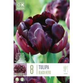 Syyskukkasipuli Tulppaani Black Hero 8 kpl