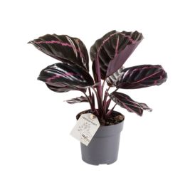 Maija Calathea Dottie P11