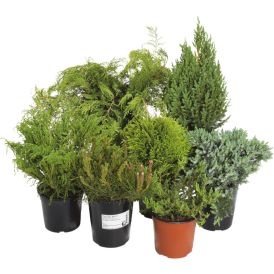 Havukasvi lajitelma Conifer mix P13