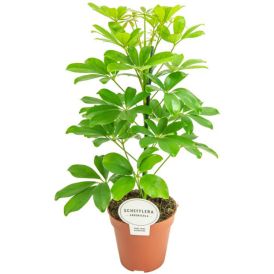 Siroliuska-Aralia Schefflera Arboricola P12
