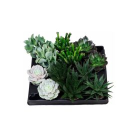 Mehikasvi Succulent mix P6