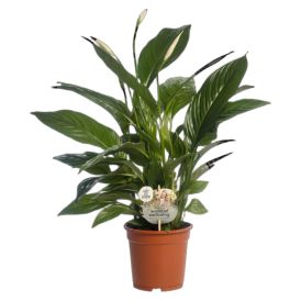 Viirivehka Spathiphyllum Vivaldi Ø 17 cm