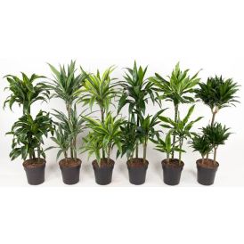 Traakkipuu Dracaena Mix P21