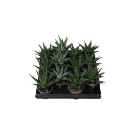 Pallerokirjotähti Haworthia Attenuata P6
