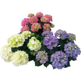 Terassihortensia P23