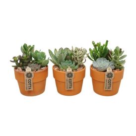 Mehikasvi Terracotta Mix P12