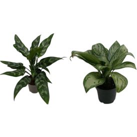 Laikkuvehka Aglaonema Mix P19