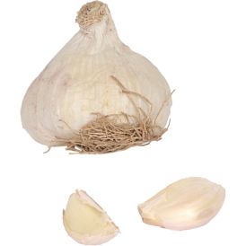 Valkosipuli Primor