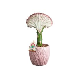 Kalliotyräkki Euphorbia Lactea P10