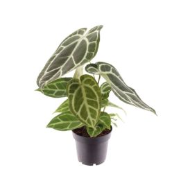 Hopeaflamingokukka Anthurium Chrysalinum P14