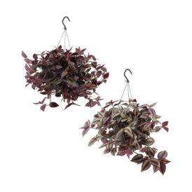 Juoru Tradescantia amppeli P17