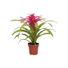 Timanttiananas Guzmania Pink P12