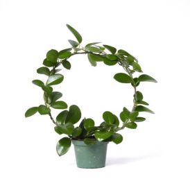 Isoposliinikukka Hoya Carnosa Australis P12