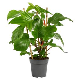 Nukkaköynnösvehka Philodendron squamiferum Ø 17 cm