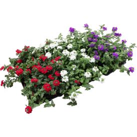 Rautayrtti Verbena Kotimainen P11