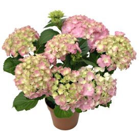 Hortensia Hydrangea Macrophylla P14