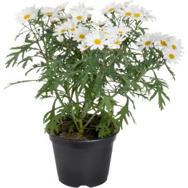 Marketta Argyranthemum valkoinen Kotimainen P12