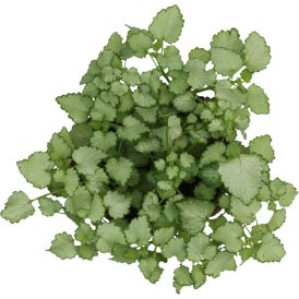 Kirjoliisukka Plechranthus Coleoides P10