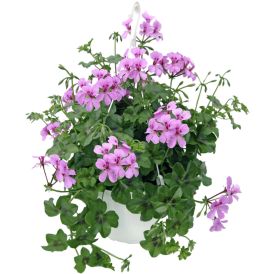 Pelargoni amppeli Kotimainen P23
