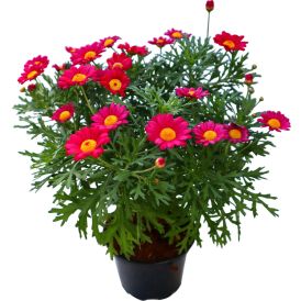 Marketta Argyranthemum punainen Kotimainen P12