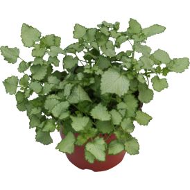 Peippi Lamiastrum Maculatum P10
