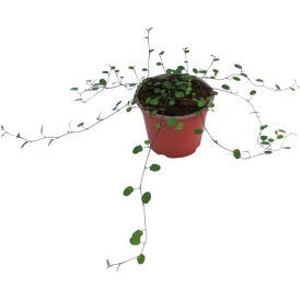 Lankaköynnös Muehlenbeckia P10
