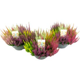 Kanerva Calluna Beauty Ladies Mosaica P23