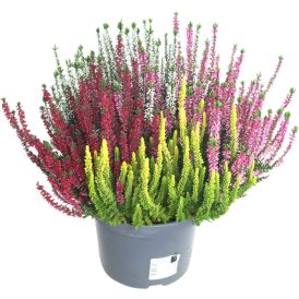 Kanerva Calluna Beauty Ladies Quattro P17