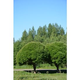 Terijoensalava Salix Fragilis Bullata