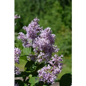 Unkarinsyreeni Syringa Josikaea
