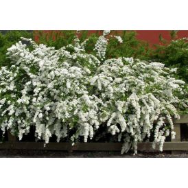 Norjanangervo Spiraea Grefsheim