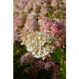 Syyshortensia Hydrangea Paniculata Grandiflora