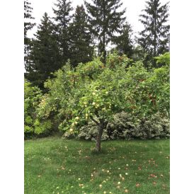 Perheomenapuu Malus Domestica