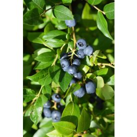 Tarhapensasmustikka Vaccinium Angustifolium Alvar Fine