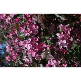 Purppuraomenapuu Malus Linnanmäki