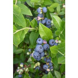 Tarhapensasmustikka Vaccinium Angustifolium North Blue