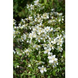 Pikkujasmike Philadelphus Lemoinei